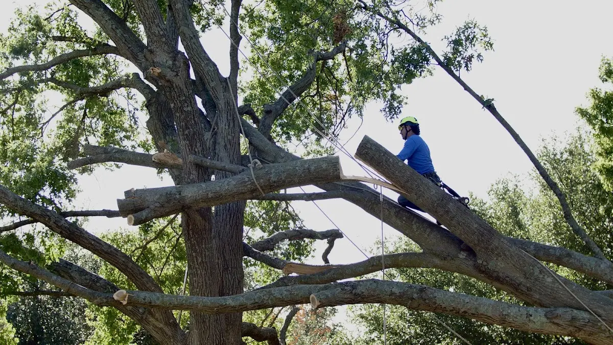 Professional Crown Thinning performed by certified arborists in Farnham