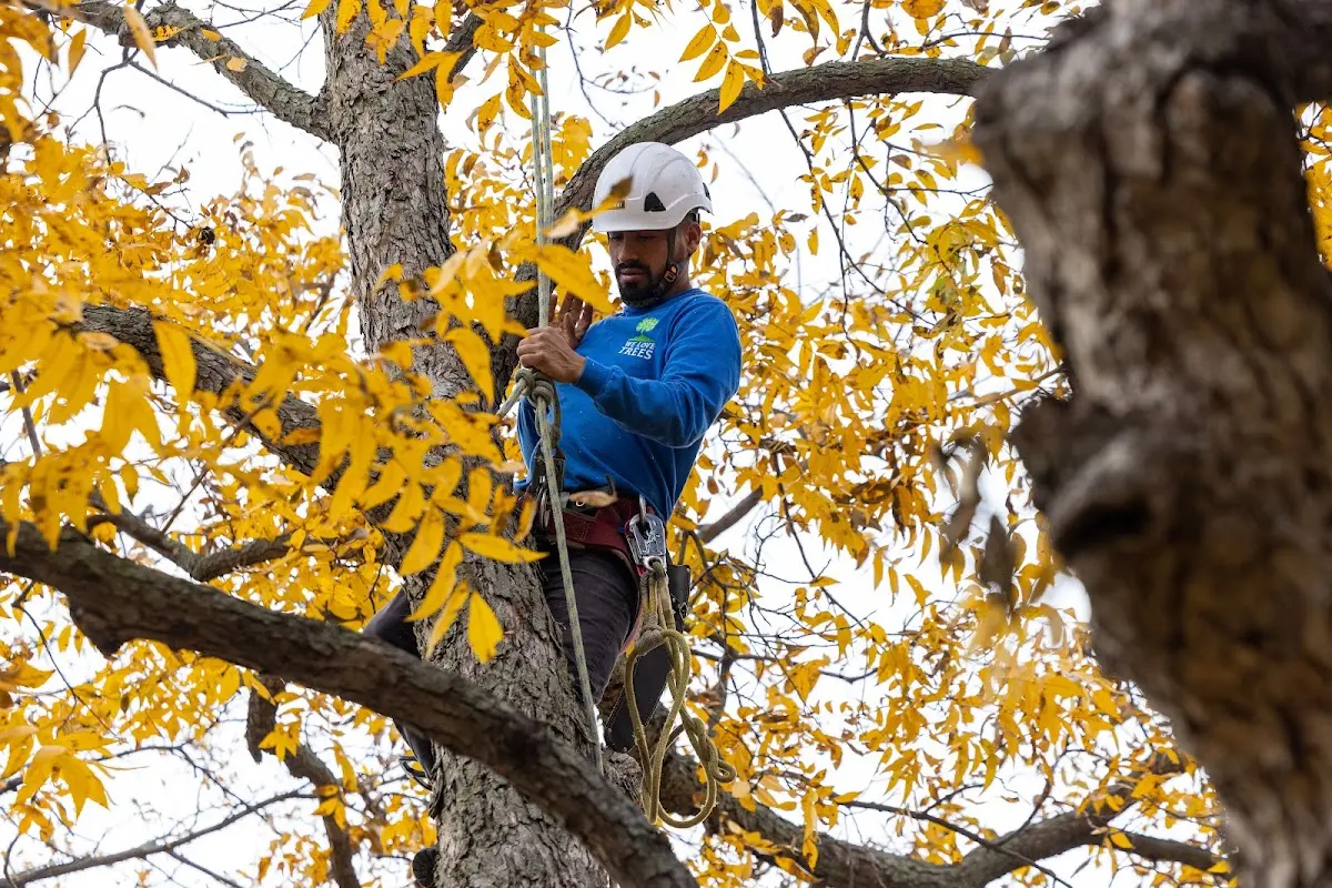 Skilled Tree Planting crew working in Farnham